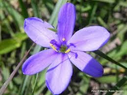 Image result for Aristea abyssinica