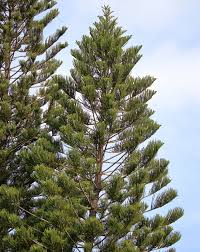 Image result for Araucaria columnaris