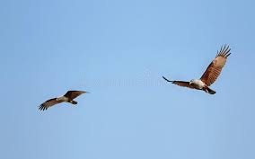 144 Indus Birds Photos Free Royalty Free Stock Photos From Dreamstime Krishna parunthu) is found at tiruvannamalai, and there are several brahminy kite nests by samudram lake. 144 indus birds photos free royalty