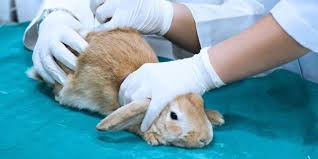 Petition 46 States Still Allow Animal Testing For Cosmetics Is One Of Them Yours Petition Cosmetic Animal Testing Vegan Animals