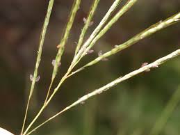 Image result for Bothriochloa radicans
