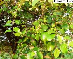 Pohon bidara (ziziphus mauritiana lam.) sejak lama daunnya telah dikenal keampuhannya sebagai pelengkap terapi terhadap gangguan jin dan ilmu sihir. Pokok Bidara Grapes Fruit Food
