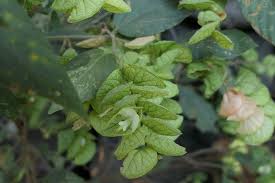 Image result for Flemingia strobilifera