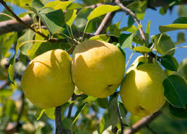 Slow growing, evergreen tree with glossy 4 inch leaves, can grow to 100 feet, but is usually half that. Most Dependable Fruit Varieties For North Central And Northeast Texas Neil Sperry S Gardens