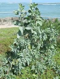 Image result for Nicotiana glauca