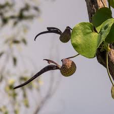 Image result for Aristolochia ringens