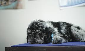 And 99% of the puppies there come from puppy mills and the puppies get really sick and die most of the time. Petland Undercover Investigation Carolina Tails Magazine