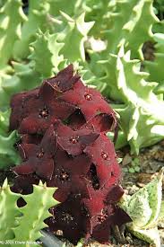 Image result for Orbea melanantha