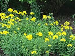 Axillary and the terminal is above. Oenothera Fruticosa Narrow Leaf Evening Primrose Southern Sundrops Sundrops North Carolina Extension Gardener Plant Toolbox