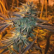 Overview of all products overview of hubspot's free tools marketing automation software. Buy Skywalker X Girl Scout Cooikes Strain Seeds Get Skywalker X Girl Scout Cooikes Strain Online I49
