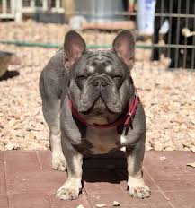 Up to date on shots. French Bulldog Stud Lilac And Tan Walterthefrenchbulldog French Bulldog Stud Lilac And Tan French Bulldog Stud French Bulldog Bulldog