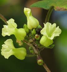 Image result for Lepistemon owariensis