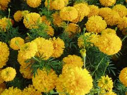 Marigold Farming General Information Apni Kheti