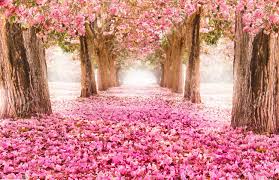 Choose from 260000+ flower tree pictures graphic resources and download in the form of png, eps, ai or psd. Falling Petal Over The Romantic Tunnel Of Pink Flower Trees Stock Photo Picture And Royalty Free Image Image 78917039