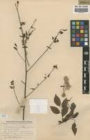 Image result for Thecacoris trichogyne