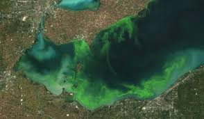 Blue Green Algae Found In Wasi Lake Northbaynipissing Com