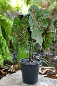 Caladium Bicolor Freckles In 2020 Caladium Tropical House Plants Plants
