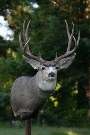 Ending jul 18 at 6:26pm pdt 5d 21h. Mule Deer Shoulder Mount Done Charlies Taxidermy