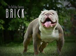 Akc english & french bulldog stud service available to approved females. Studs