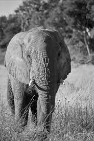 Check spelling or type a new query. Size Of Elephant S Heart About Elephants