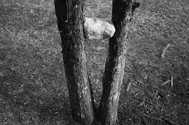 Bildergebnis für Maria Laet