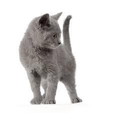 chartreux kedisi kedi fareler romanlar