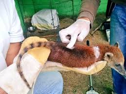 Mitä tarkoittaa cusumbo g ecuador. Cusumbo Hembra Regresa A Su Habitat