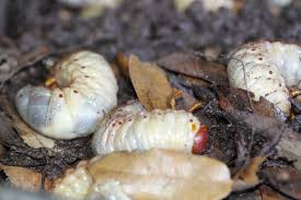 Ar pest control employs the most effective & affordable pest extermination and wildlife removal methods available in and around mississauga. Grub Control Little Rock Maumelle Conway Benton Bryant Sherwood North Little Rock Central Arkansas Lawnserve Of Ar
