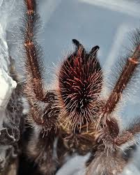 Image result for Otoptera