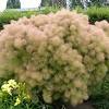 Cotinus coggygria 'ancot' pp #13,082. Https Encrypted Tbn0 Gstatic Com Images Q Tbn And9gcr4f72ybm2gtx Vrzczu28xaa28lm67tuhbr5hr4oc Usqp Cau
