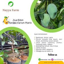 Kamu bisa menemukan penjual buah mangga harum manis dari seluruh indonesia yang terdekat dari lokasi & wilayah kamu sekarang. Jual Bibit Mangga Harum Manis Nayya Farm Cileungsi Jual Bibit Buah Grosir Dan Eceran 0858 8188 5768