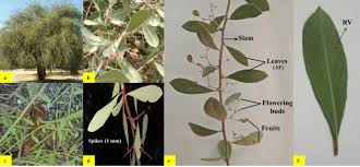 Image result for Gymnosporia arenicola