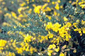 Image result for Ulex