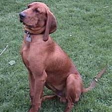 Male red/blue heeler puppy for sale. Redbone Coonhound Redbone Coonhound Coonhound Bloodhound Dogs