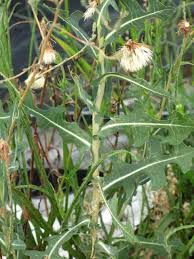 Image result for Lactuca setosa