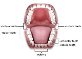 There is a very large range. How Much Does A Wisdom Tooth Extraction Cost