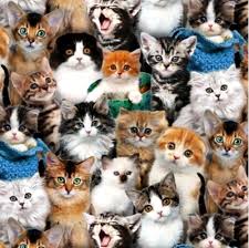 Cat feline pet cutepet cutecat beautiful love. Cotton Fabric Animal Fabric Cat Breeds Cute Kittens Cats Kitten Faces 4my3boyz Fabric
