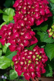 Гортензия метельчатая фрэйз мельба /hydrangea paniculata fraise melba. Hydrangeas Tips
