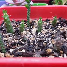 How to propagate austrocylindropuntia subulata. Austrocylindropuntiasubulatamonstrose Instagram Posts Photos And Videos Picuki Com