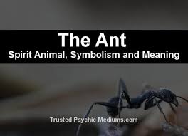The Ant Spirit Animal A Complete Guide To Meaning And Symbolism Spirit Animal Ants Dream Meanings