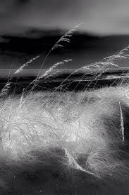 Best Black And White Nature Photographers Black And White Photography Of Nature Amazing Nature Photography Black And White Landscape Nature Photography