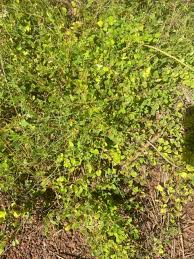 Image result for Grona triflora