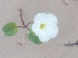 Hours may change under current circumstances Pin By Cindy Buentello On South Padre Island South Padre Island Island Flowers