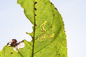 Image result for Stigmella malella