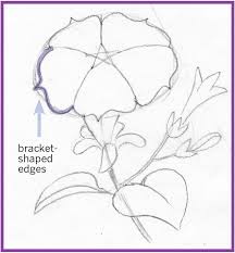 Art Thief Draw A Petunia Petunias Watercolor Flowers Paintings Flower Drawing