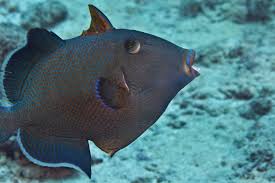 Image result for Dyschoriste multicaulis