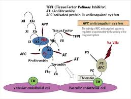 Image result for Anticoagulation