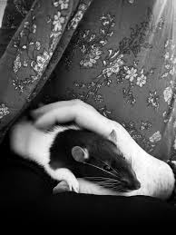 Firstly, it is invaluable for the cost. Scrolldrop Rats