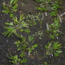 Image result for Actiniopteris semiflabellata