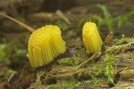 Image result for Stemonitis fusca